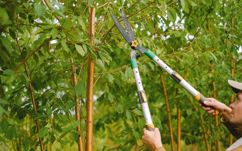 Tree trimming in Protivin, IA