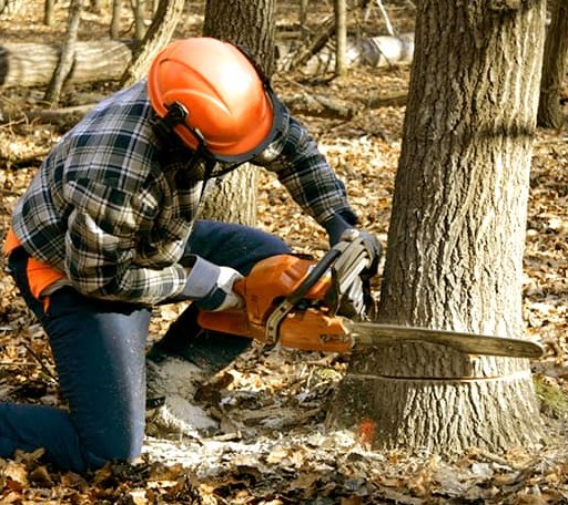 Tree Removal in Protivin, IA